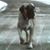 Daren Lee Dubreuil's profile image
