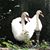 Bina Lucas's profile image