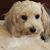 Carla Gousse's profile image