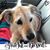 Sherry Vattuone's profile image