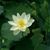 Thanh Kim's profile image