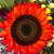 Susan McCullough's profile image