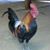 Angel Pulido's profile image
