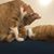 Michiko Dawson Lee's profile image