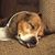 Dave Janak's profile image