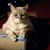 Michelle Woods Cox's profile image