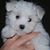 Dave Vezina's profile image