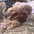 Susana Bassett-Mendoza's profile image