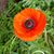 Liz Roberts's profile image