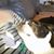 Carol L Frantz Coyne's profile image