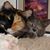 Irene Stringfield's profile image