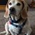 Karen Brady Thomas's profile image