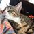 Sharon Crouthamel's profile image