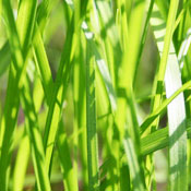 Adina Q.'s profile image