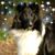 Martha Higgins's profile image
