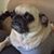 Sasha Caufield's profile image