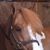 Annette Carol Habel's profile image