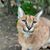 Toni Musgrove's profile image