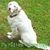 Megann Morgan-Kubacki's profile image