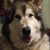 Michael S. Swearingen's profile image