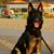 Hayk Anna's profile image