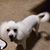 Janis West Byron's profile image