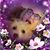 Donna Cressman's profile image