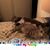 Laura Mc Dougal's profile image