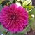 Yudith Meade's profile image