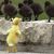 Ann Gilliland's profile image