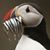 Carrie Sakai's profile image
