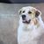 Cindi Depriest Van Vleck's profile image