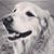 Pam Coen Johnson's profile image