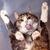 Leslie Levenson's profile image