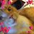 Dianne Corrente's profile image