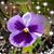 Peggy Palmer-Seeley's profile image