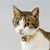 Renee Kowal's profile image