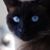 Cindy Samuel's profile image