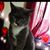 Cirina Morales's profile image
