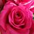 JoAnn Hagerman Watz's profile image