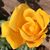 Caryn Lennon's profile image
