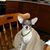 Donna Dickerson's profile image