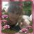 Robin Rose Bicoff's profile image