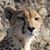 Kim Brown Schultz's profile image