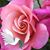 Gihan Eldeib's profile image