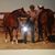 Sharon Dillard's profile image
