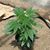 Cynthia M Schindel Engstrom's profile image
