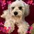 Sharyn Munzert Londergan's profile image