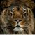 Troy Teal's profile image