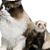 Connie Pittington's profile image